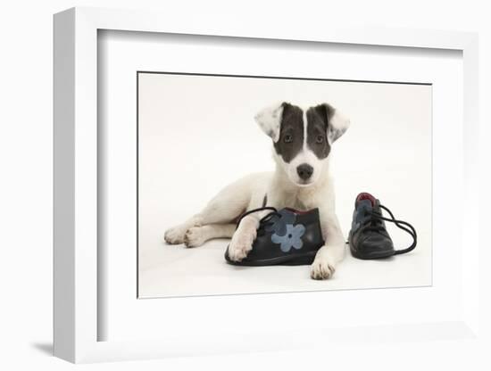 Blue-And-White Jack Russell Terrier Puppy, Scamp, with Child's Shoes-Mark Taylor-Framed Photographic Print