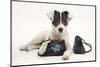 Blue-And-White Jack Russell Terrier Puppy, Scamp, with Child's Shoes-Mark Taylor-Mounted Photographic Print