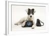 Blue-And-White Jack Russell Terrier Puppy, Scamp, with Child's Shoes-Mark Taylor-Framed Photographic Print