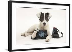 Blue-And-White Jack Russell Terrier Puppy, Scamp, with Child's Shoes-Mark Taylor-Framed Photographic Print