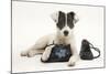 Blue-And-White Jack Russell Terrier Puppy, Scamp, with Child's Shoes-Mark Taylor-Mounted Photographic Print