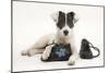 Blue-And-White Jack Russell Terrier Puppy, Scamp, with Child's Shoes-Mark Taylor-Mounted Photographic Print