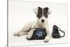 Blue-And-White Jack Russell Terrier Puppy, Scamp, with Child's Shoes-Mark Taylor-Stretched Canvas