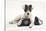 Blue-And-White Jack Russell Terrier Puppy, Scamp, with Child's Shoes-Mark Taylor-Stretched Canvas