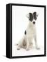 Blue-And-White Jack Russell Terrier Puppy, Scamp-Mark Taylor-Framed Stretched Canvas