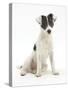 Blue-And-White Jack Russell Terrier Puppy, Scamp-Mark Taylor-Stretched Canvas