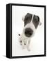 Blue-And-White Jack Russell Terrier Puppy, Scamp-Mark Taylor-Framed Stretched Canvas