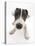 Blue-And-White Jack Russell Terrier Puppy, Scamp-Mark Taylor-Stretched Canvas