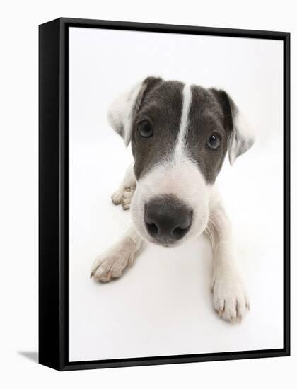 Blue-And-White Jack Russell Terrier Puppy, Scamp-Mark Taylor-Framed Stretched Canvas