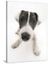 Blue-And-White Jack Russell Terrier Puppy, Scamp-Mark Taylor-Stretched Canvas