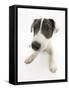 Blue-And-White Jack Russell Terrier Puppy, Scamp-Mark Taylor-Framed Stretched Canvas