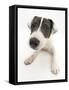 Blue-And-White Jack Russell Terrier Puppy, Scamp-Mark Taylor-Framed Stretched Canvas