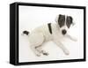 Blue-And-White Jack Russell Terrier Puppy, Scamp-Mark Taylor-Framed Stretched Canvas