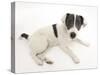 Blue-And-White Jack Russell Terrier Puppy, Scamp-Mark Taylor-Stretched Canvas