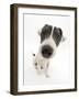 Blue-And-White Jack Russell Terrier Puppy, Scamp-Mark Taylor-Framed Photographic Print