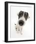 Blue-And-White Jack Russell Terrier Puppy, Scamp-Mark Taylor-Framed Photographic Print