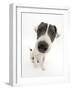 Blue-And-White Jack Russell Terrier Puppy, Scamp-Mark Taylor-Framed Photographic Print