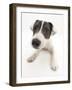 Blue-And-White Jack Russell Terrier Puppy, Scamp-Mark Taylor-Framed Photographic Print