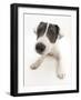 Blue-And-White Jack Russell Terrier Puppy, Scamp-Mark Taylor-Framed Photographic Print