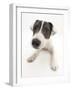 Blue-And-White Jack Russell Terrier Puppy, Scamp-Mark Taylor-Framed Photographic Print