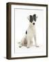 Blue-And-White Jack Russell Terrier Puppy, Scamp-Mark Taylor-Framed Photographic Print