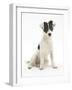 Blue-And-White Jack Russell Terrier Puppy, Scamp-Mark Taylor-Framed Photographic Print