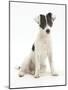 Blue-And-White Jack Russell Terrier Puppy, Scamp-Mark Taylor-Mounted Photographic Print