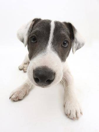 Blue jack cheap russell terrier