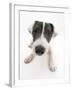 Blue-And-White Jack Russell Terrier Puppy, Scamp-Mark Taylor-Framed Photographic Print