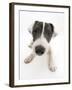 Blue-And-White Jack Russell Terrier Puppy, Scamp-Mark Taylor-Framed Photographic Print