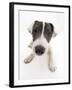 Blue-And-White Jack Russell Terrier Puppy, Scamp-Mark Taylor-Framed Photographic Print