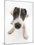 Blue-And-White Jack Russell Terrier Puppy, Scamp-Mark Taylor-Mounted Photographic Print