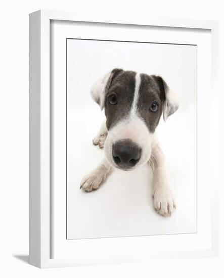 Blue-And-White Jack Russell Terrier Puppy, Scamp-Mark Taylor-Framed Photographic Print