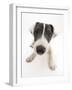 Blue-And-White Jack Russell Terrier Puppy, Scamp-Mark Taylor-Framed Photographic Print