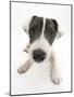 Blue-And-White Jack Russell Terrier Puppy, Scamp-Mark Taylor-Mounted Photographic Print