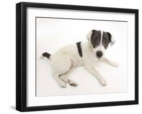 Blue-And-White Jack Russell Terrier Puppy, Scamp-Mark Taylor-Framed Photographic Print