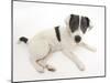 Blue-And-White Jack Russell Terrier Puppy, Scamp-Mark Taylor-Mounted Photographic Print