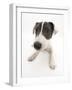 Blue-And-White Jack Russell Terrier Puppy, Scamp-Mark Taylor-Framed Photographic Print