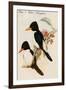 Blue and White Kingfisher-John Gould-Framed Art Print