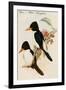 Blue and White Kingfisher-John Gould-Framed Art Print