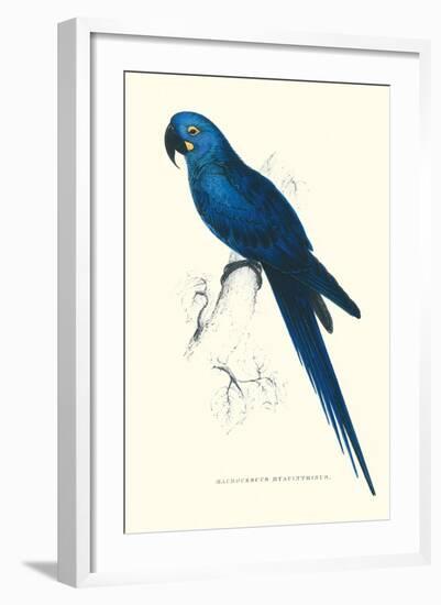 Blue and Yellow Macaw - Ara Ararauna-Edward Lear-Framed Art Print