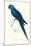 Blue and Yellow Macaw - Ara Ararauna-Edward Lear-Mounted Art Print