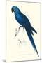 Blue and Yellow Macaw - Ara Ararauna-Edward Lear-Mounted Art Print