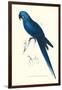 Blue and Yellow Macaw - Ara Ararauna-Edward Lear-Framed Art Print