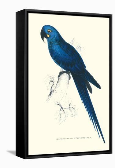 Blue and Yellow Macaw - Ara Ararauna-Edward Lear-Framed Stretched Canvas