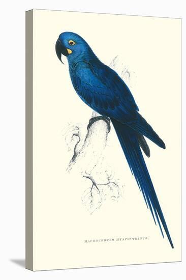 Blue and Yellow Macaw - Ara Ararauna-Edward Lear-Stretched Canvas