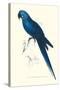 Blue and Yellow Macaw - Ara Ararauna-Edward Lear-Stretched Canvas
