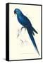 Blue and Yellow Macaw - Ara Ararauna-Edward Lear-Framed Stretched Canvas