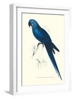 Blue and Yellow Macaw - Ara Ararauna-Edward Lear-Framed Art Print