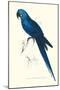 Blue and Yellow Macaw - Ara Ararauna-Edward Lear-Mounted Art Print